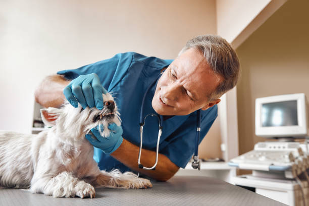 Best Emergency X-Rays and Diagnostics in Sardinia, OH